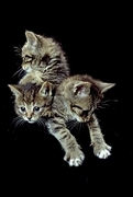 Cat T-Shirt