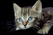 Cat T-Shirt
