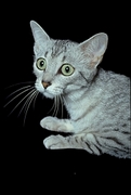 Cat T-Shirt