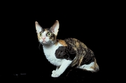 Cat T-Shirt