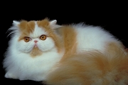 Cat T-Shirt