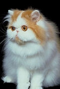 Cat T-Shirt
