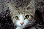 Cat T-Shirt