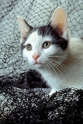 Cat T-Shirt