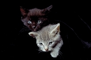 Cat T-Shirt
