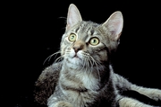 Cat T-Shirt