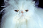 Cat T-Shirt