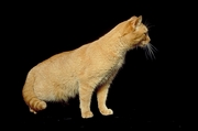 Cat T-Shirt