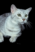 Cat T-Shirt