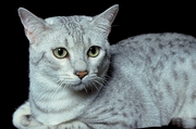 Cat T-Shirt