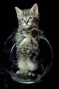 Cat T-Shirt