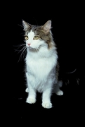 Coon Cat Magnet