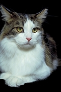 Maine Coon T-Shirt