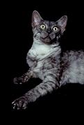 Salem T-Shirt