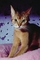 Abyssinian picture