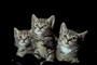 Cat picture