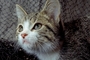 Cat picture
