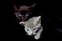 Cat picture