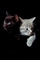 Cat picture