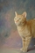 Cat picture