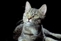 Cat picture