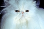 Cat picture