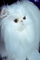 Cat picture