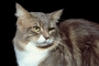 Cat picture