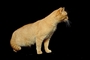 Cat picture