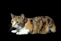 Cat picture