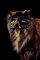 Cat picture