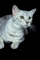 Cat picture