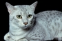 Cat picture