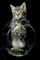 Cat picture