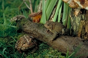 American toad Magnet