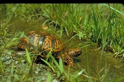 Eastern box turtle T-Shirt