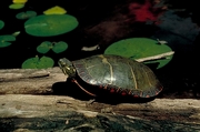 Eastern painted turtle T-Shirt
