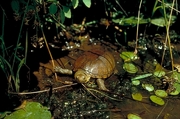 Mud turtle T-Shirt