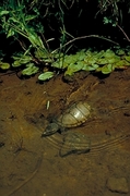 Musk Turtle T-Shirt