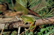 Pine Barrens tree frog Magnet