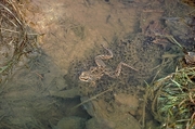 Wood frog Magnet