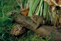 American toad picture