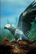 African gray parrot Magnet