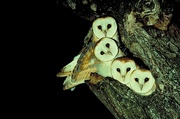 Barn Owl Magnet