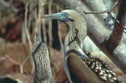 Blue-footed booby Magnet