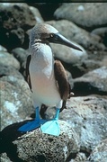 Blue-footed booby Magnet