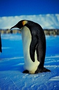 Emperor penguin Magnet