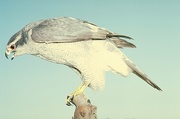 Goshawk Magnet