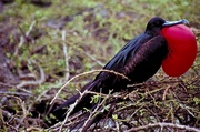 Great frigatebird Magnet