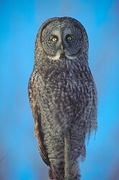 Great gray owl Magnet